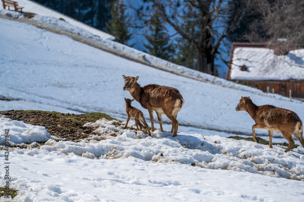 a mouflon mother with his fawn on a sunny spring day a mouflon mother with his fawn on a sunny spring day