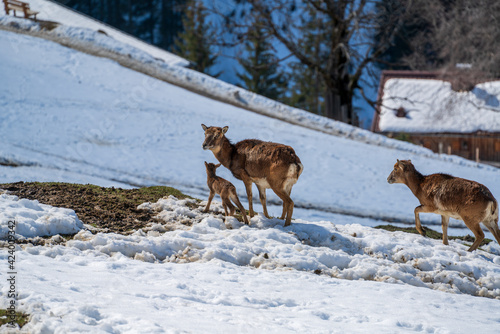 a mouflon mother with his fawn on a sunny spring day