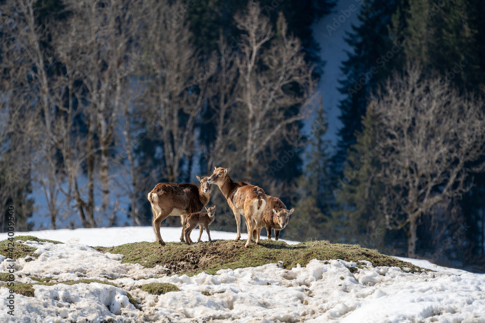 a group of female mouflons with a fawn in your middle on the mountains on a sunny springday