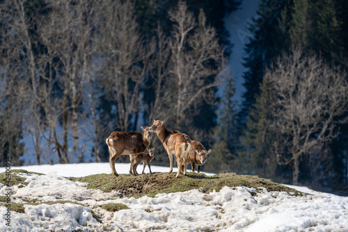 a group of female mouflons with a fawn in your middle on the mountains on a sunny springday