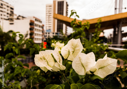 flores blancas en un paisaje urbano con un desenfoque  photo