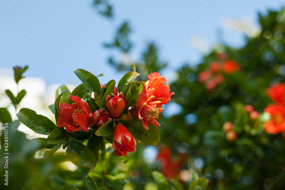 Obraz premium Pomegranate blooms, spring is in bloom.