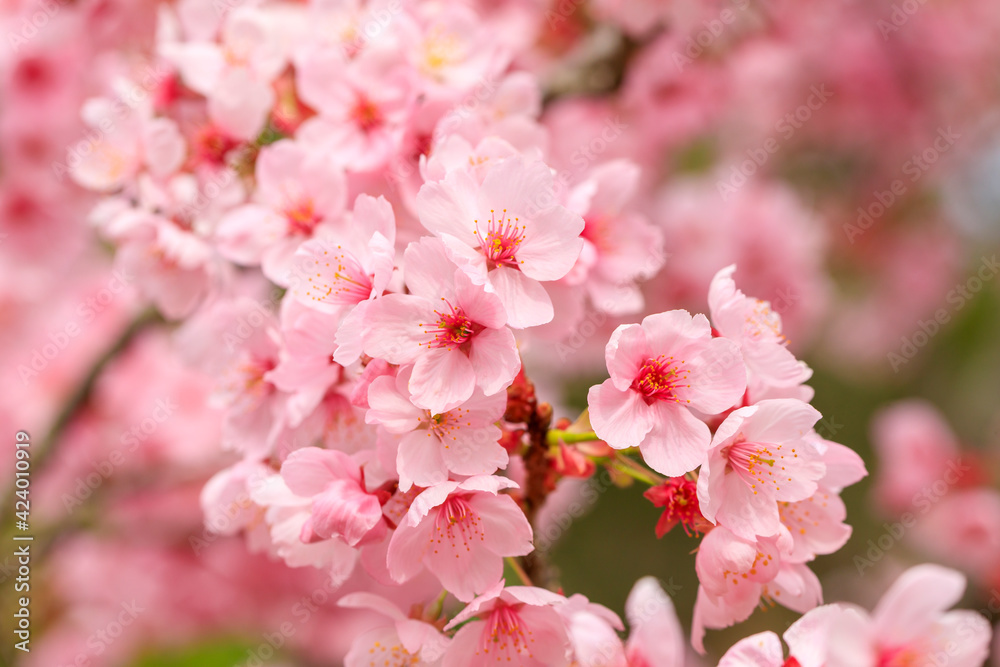 満開のピンクの桜 満開のピンクの桜