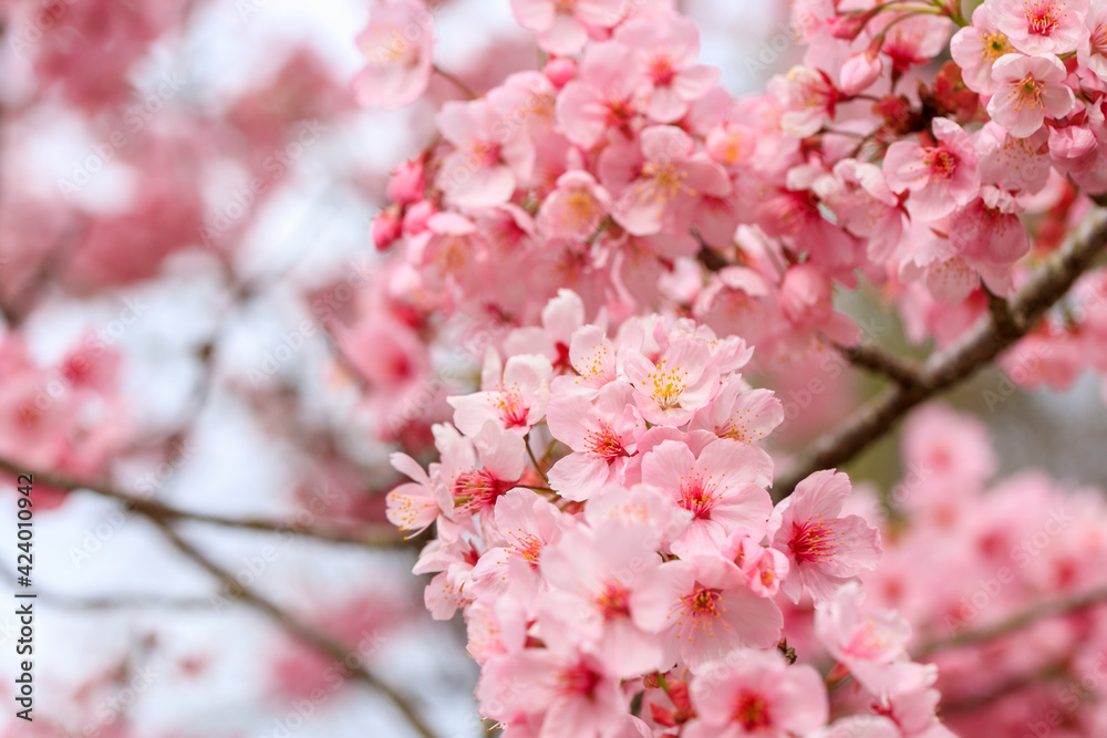 満開のピンクの桜 満開のピンクの桜