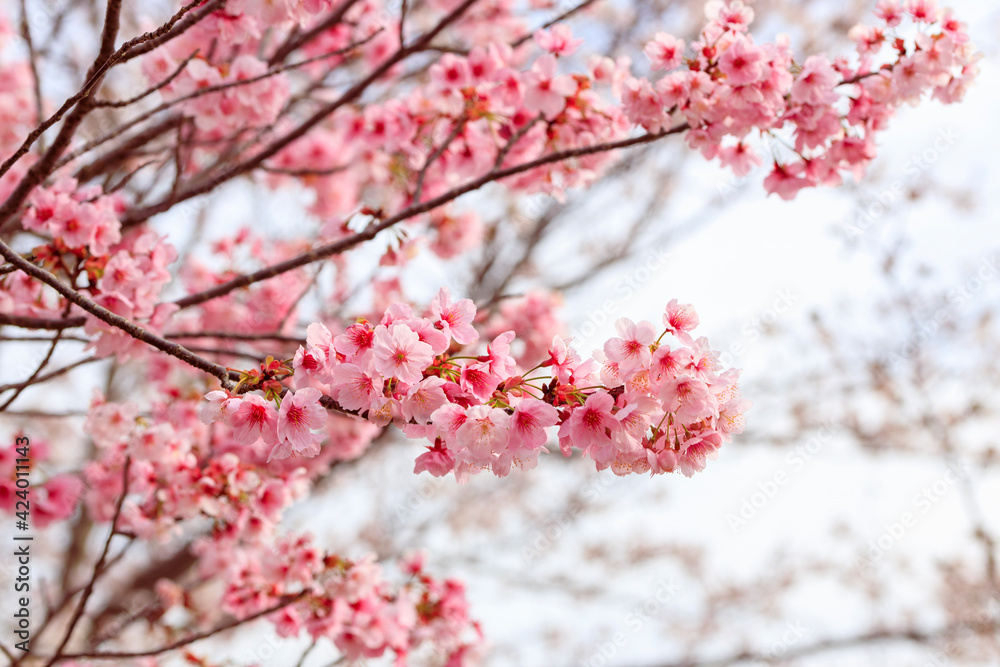満開のピンクの桜