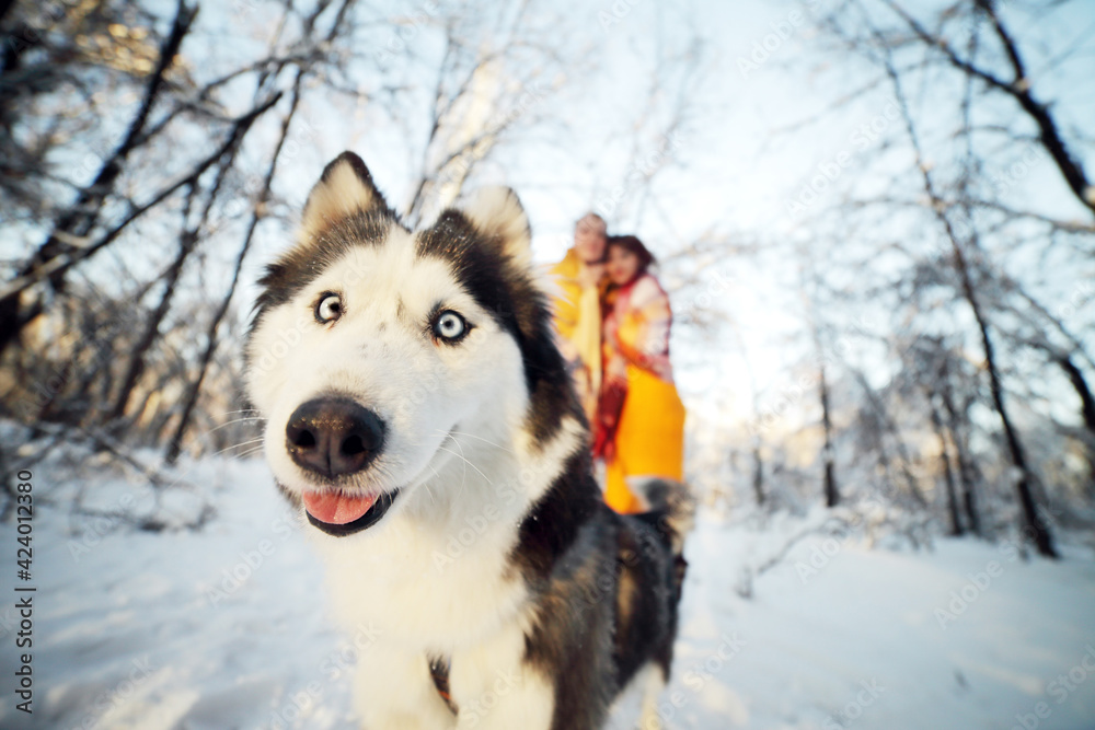 Cheerful muzzle of a dog husky in a winter park, in the background a young couple