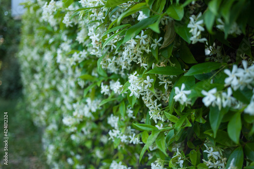 Spring, jasmine blooms and fills the air with fragrance.