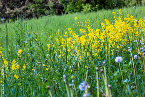 A blooming spring meadow with yellow flowers and lush green grass close-up. Natural landscape.