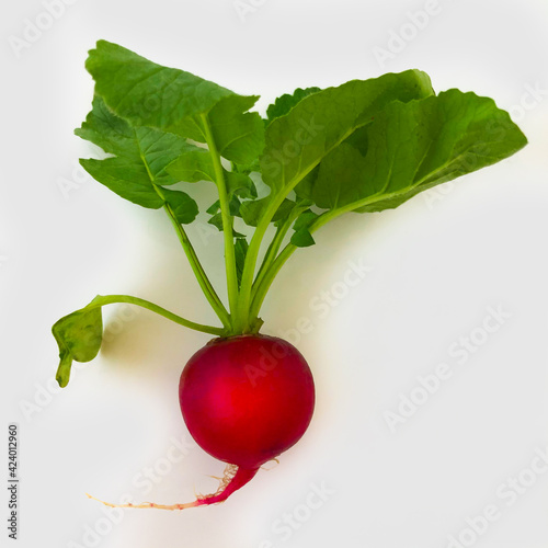 Ravanello su fondo bianco