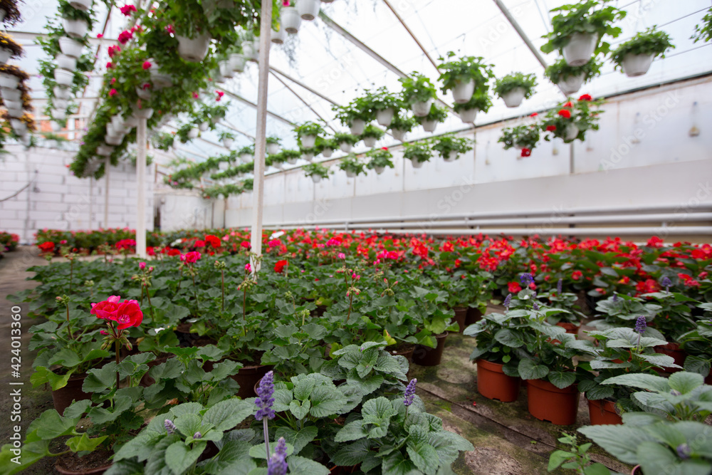 Industrial greenhouse, gardening, spring, bio in smart glass orangery, indoors