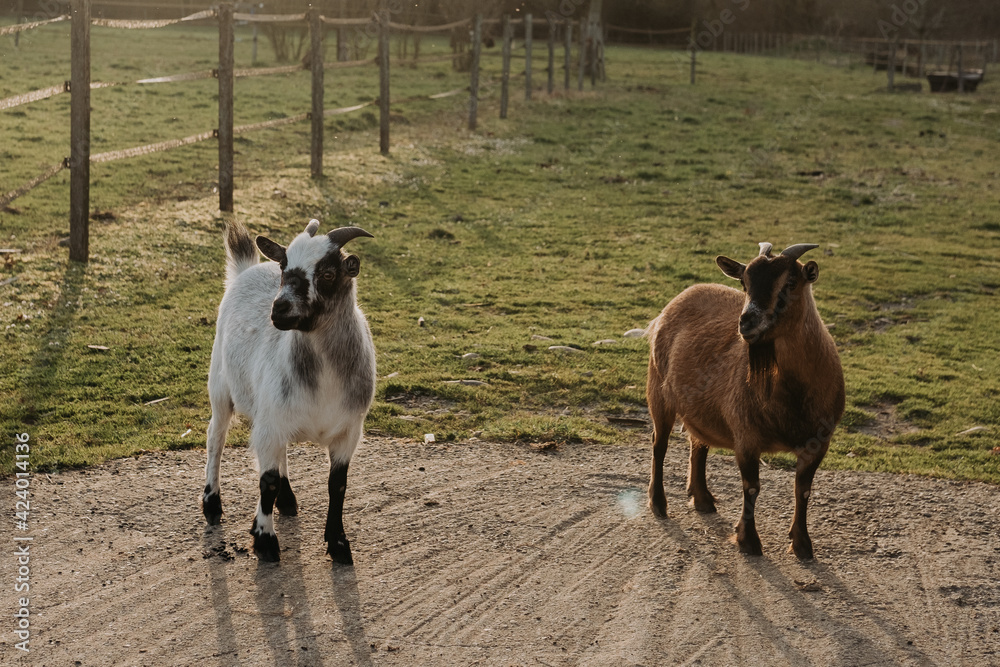Obraz premium curious goats at sunset in their field, south of France