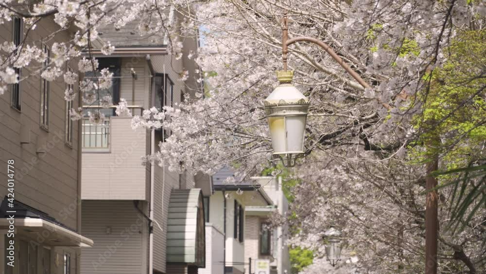 国立大学通りの桜とレトロな街灯 国立大学通りの桜とレトロな街灯
