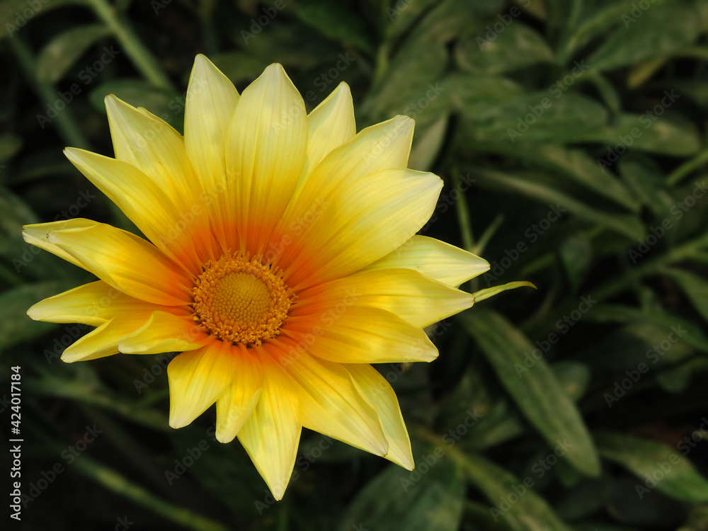 Gazania linearis,Gazania linearis yellow flower Gazania linearis,Gazania linearis yellow flower