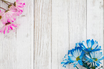 Blank blue and pink daisies bunch of flowers on a weathered whitewashed wood background