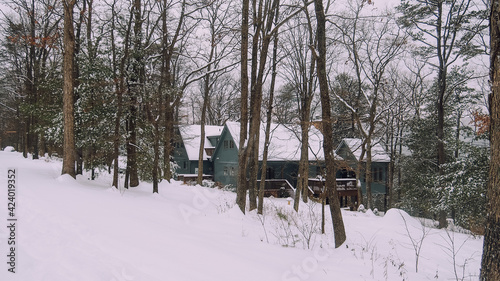 winter in the forest