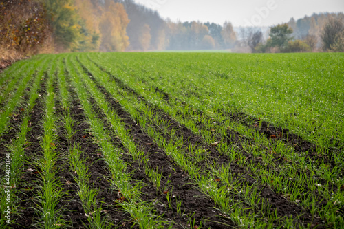 Green field with sprouts of winter wheat, autumn landscape.
