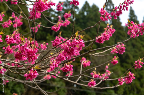 Wallpaper Mural 林業試験場樹木公園の寒緋桜 Torontodigital.ca