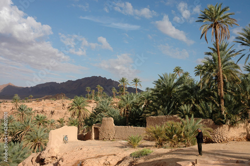 Palm grove of  Figuig in Morocco photo