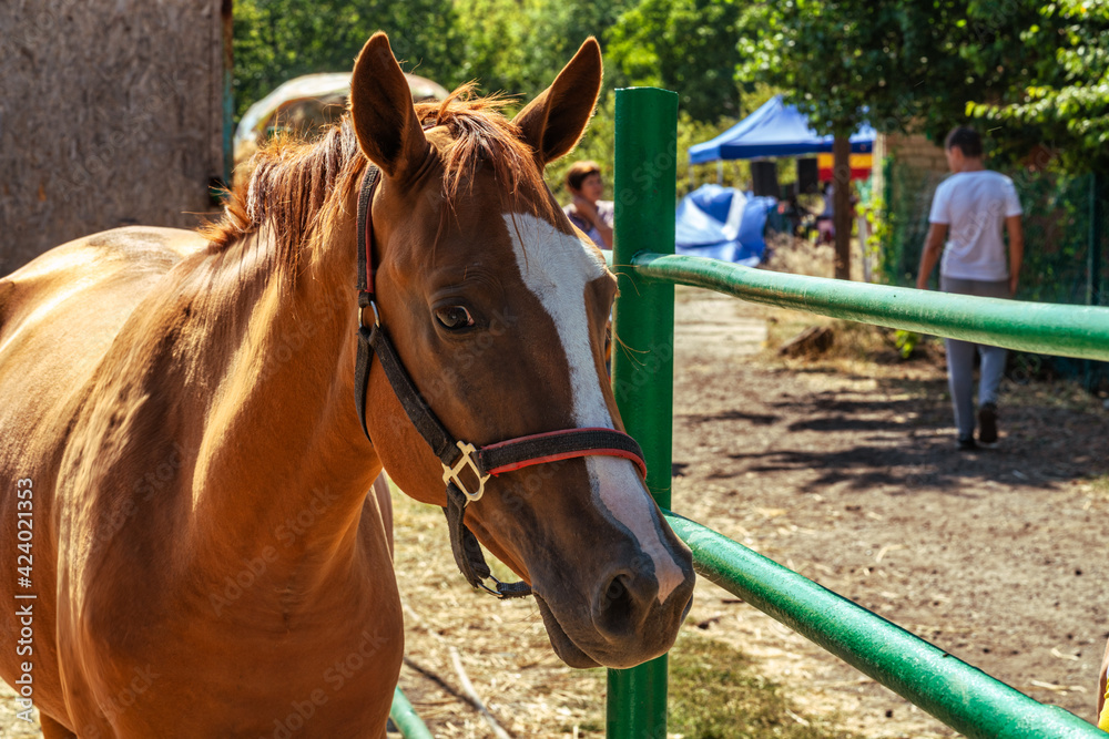 Brown horse stands next to the fence Brown horse stands next to the fence