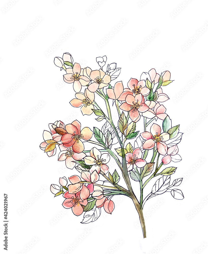 Mixed media sketch of a blossoming branch of a fruit tree on a white background
