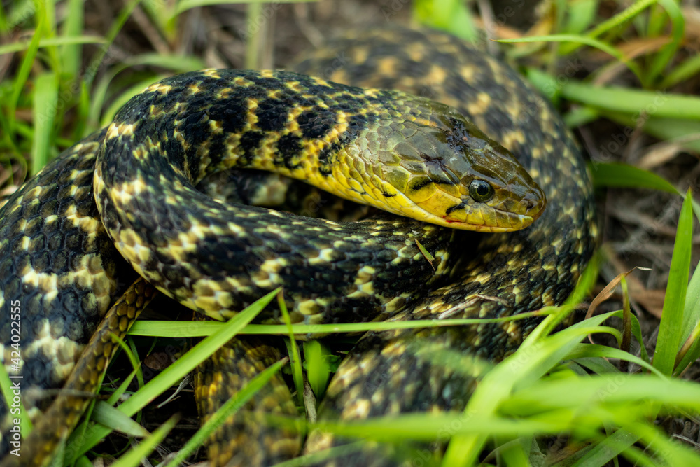 The buff striped keelback or Amphiesma stolatum snake sitting on garss The buff striped keelback or Amphiesma stolatum snake sitting on garss