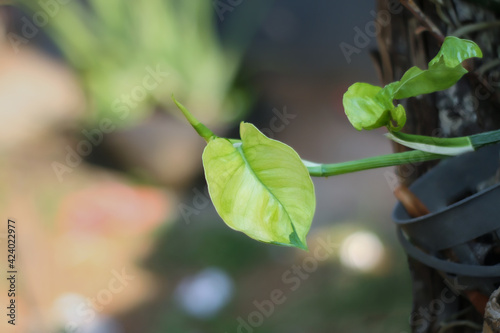 Fresh money plant growing on an old tree