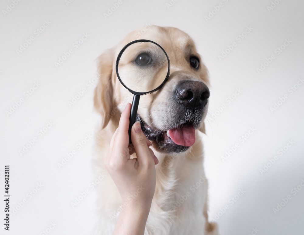 Golden Retriever looks through a magnifying glass. The dog reaches out