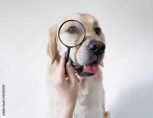 Photography Golden Retriever looks through a magnifying glass