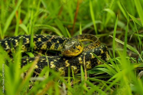 The buff striped keelback sitting rounded in the green grass hunting food