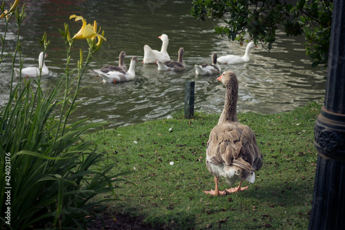 Duck looking at this family members taking a bath in the river