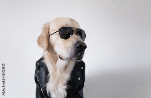 A dog in a leather jacket and sunglasses obediently sits with his tongue out. Golden retriever biker. Announcements about clothing for pets, entertainment center or veterinary clinic. © deine_liebe