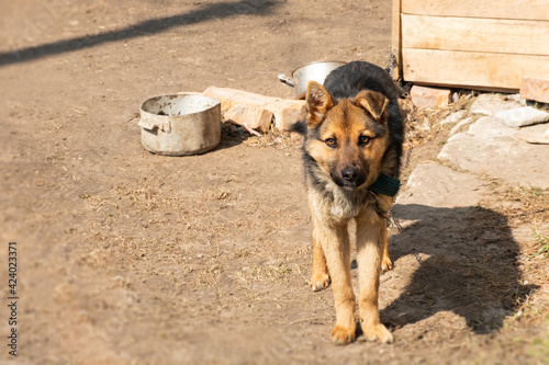 Obraz na plátně dog animal shelter,skinny german shepherd on a chain