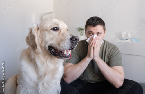Fototapeta Naklejka Na Ścianę i Meble -  A young man blew his nose into a tissue while sitting on the bed with his dog. The guy sneezes near the golden retriever. Animal allergy concept