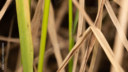 BPH destroys the rice in the field.