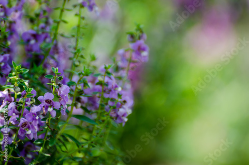 Flower close-up in the garden photo