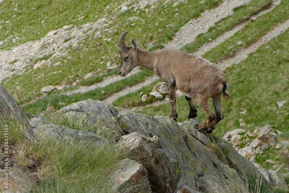 Female Alpine Ibex (Capra ibex) in Mercantour National Park - Alps, France Female Alpine Ibex (Capra ibex) in Mercantour National Park - Alps, France