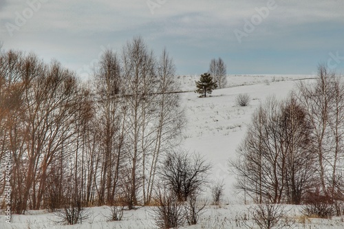 a lonely pine tree in a vacant lot among other trees. Springtime at sunset