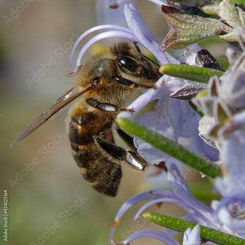 Western honey bee or European honey bee (Apis mellifera) foraging a Rosemary flower