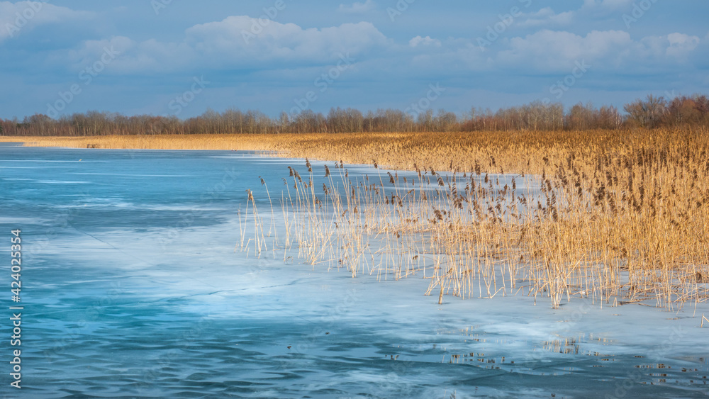 Winter landscape. The frozen surface of the lake. Dry calamus stalks sticking out of the ice. In the Łęczyńsko-Włodawskie Lake District.
