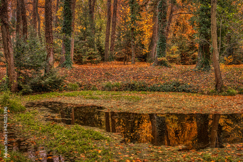 The autumn colored trees are reflecting in a tiny, fallen leaves covered pond in a deep forest