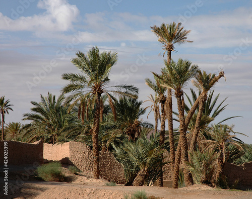 Palm grove of  Figuig in Morocco photo