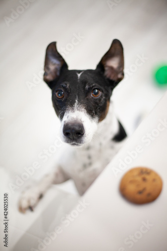 Jack russel dog at home waiting to eat cookie. © Алина Суворова