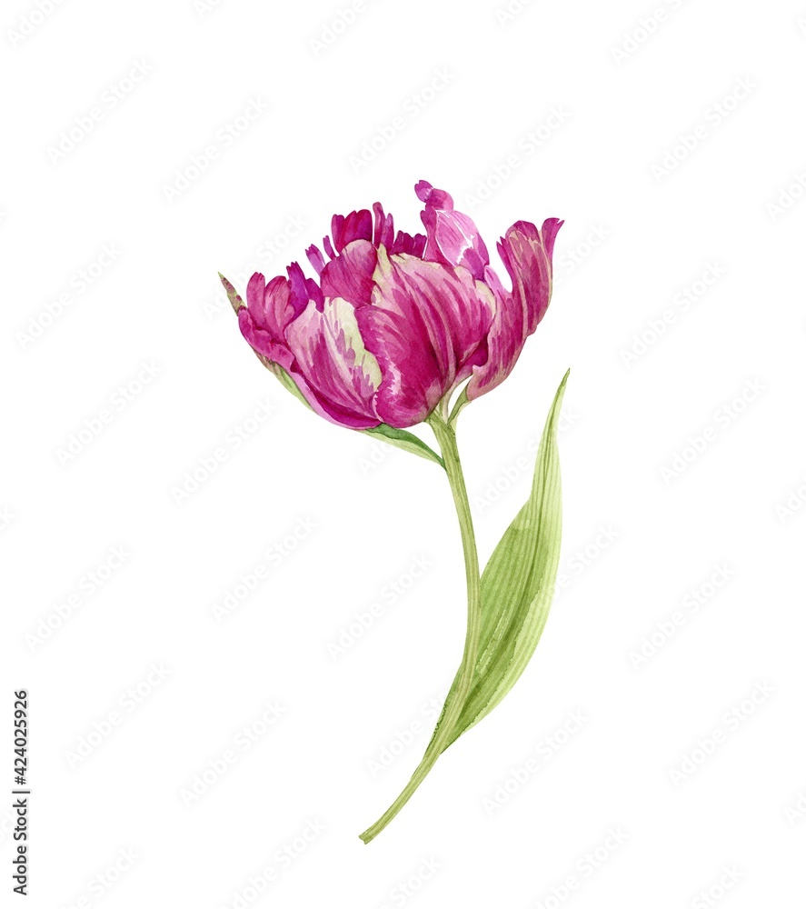 pink tulip flower close up. illustration watercolor hand painted