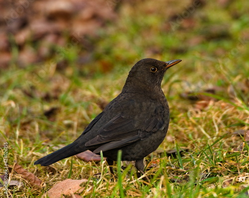 Blackbird in the park.  Common blackbird (Turdus merula)