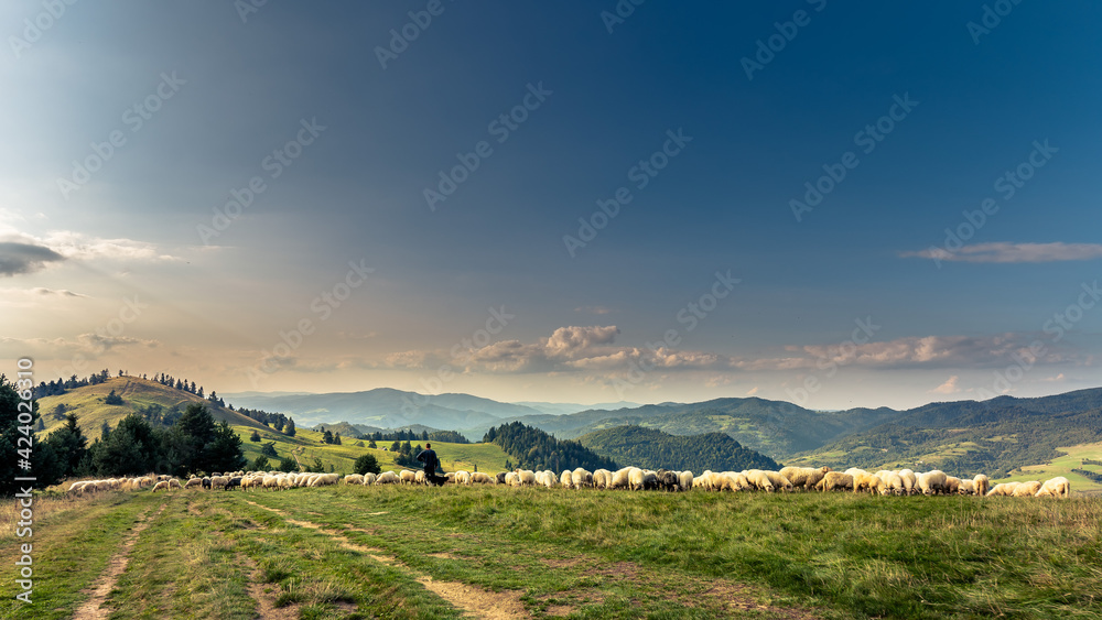 Pienińskie krajobrazy, wypas owiec na zboczach Wysokiego Wierchu.