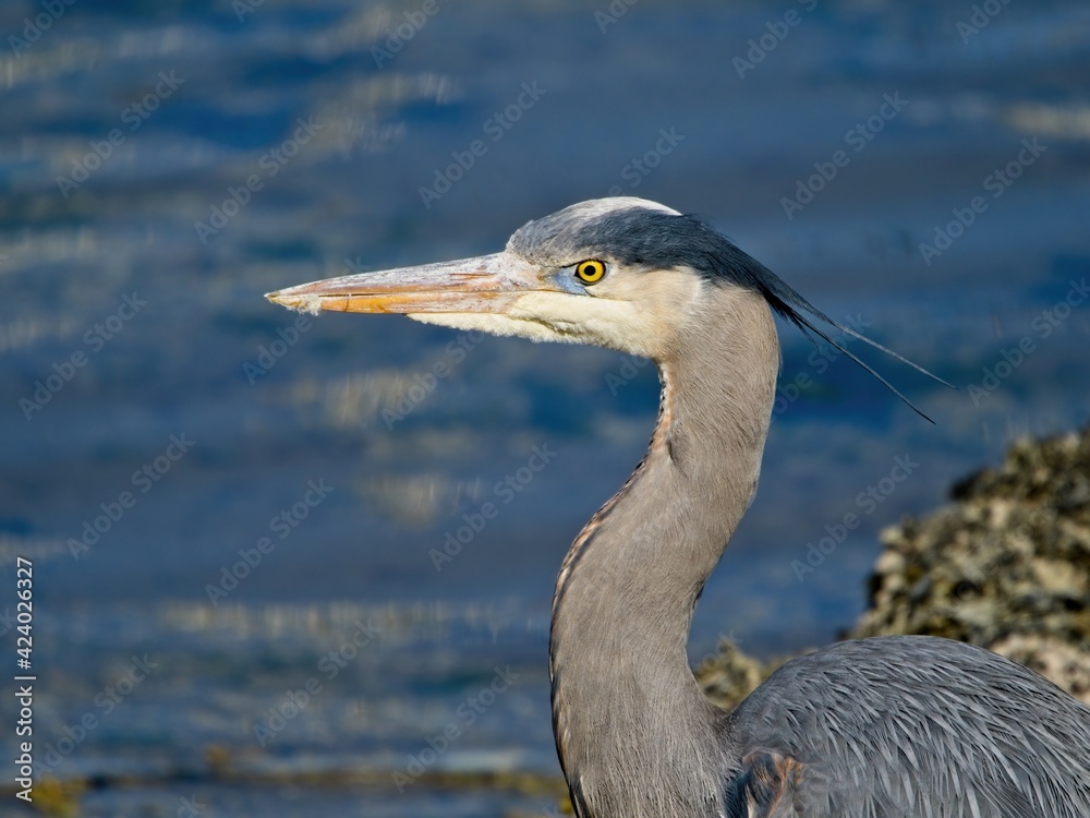 Great Blue Heron wading on the rocky shore in Sidney, BC Great Blue Heron wading on the rocky shore in Sidney, BC