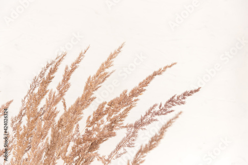 Pampas fluffy grass outdoor in light pastel colours