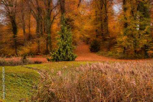 Autumn landscape with reed and a lonely thuya on the edge of the golden colored forest