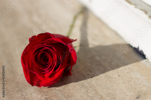 A single rose representing the sad situation of a family member passing away