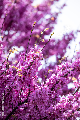 Landscape of trees with pink flowers in a sunset of the tree